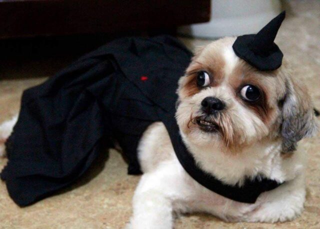 dog elphaba costume