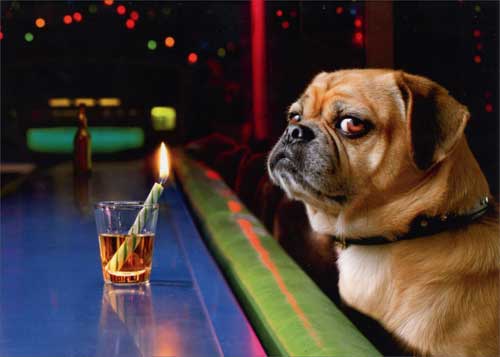 Dog at the Bar