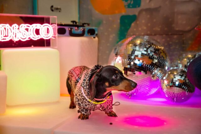Dog disco