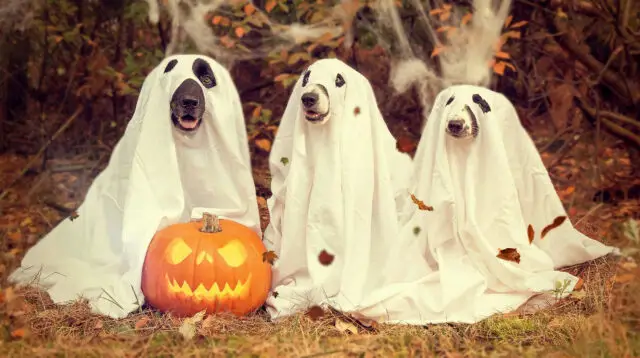 Dogs in costume