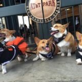 SF Giants and Dogs