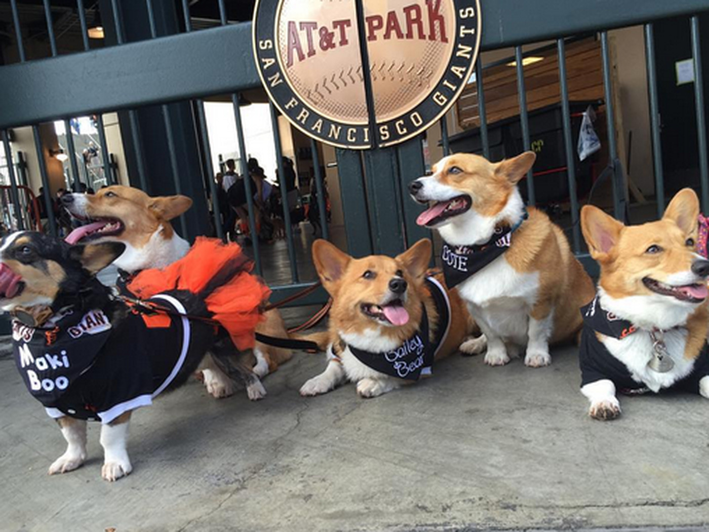 SF Giants and Dogs