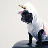dog in costume unicorn