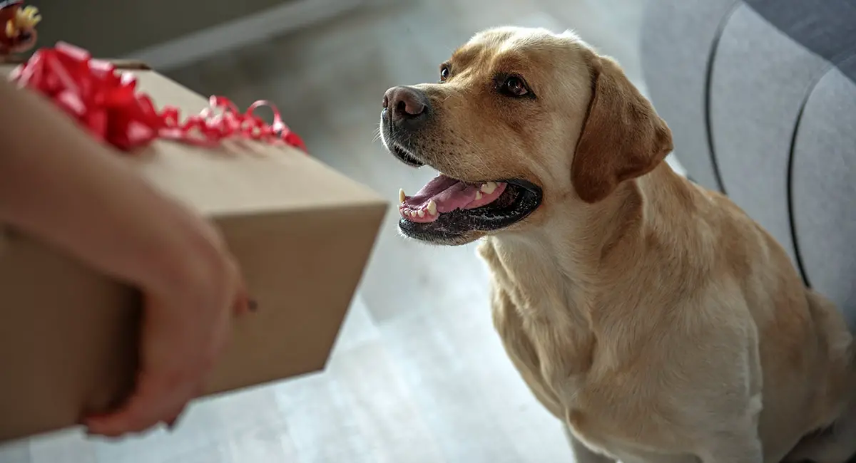 I Got You A PAW-resent!: Best Dog Gifts | I Love My Dog So Much