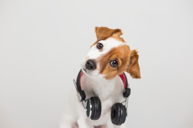 Dog listening to music