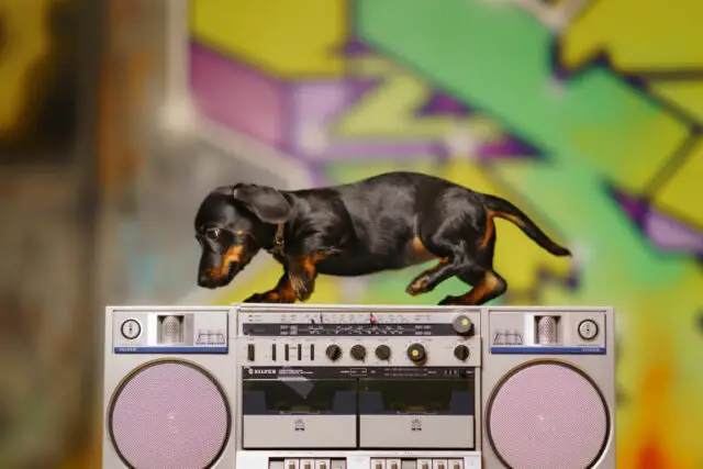 Dog on a boombox