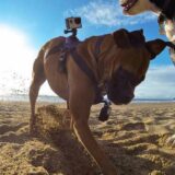 GoPro Pet Harness Dog Gadgets