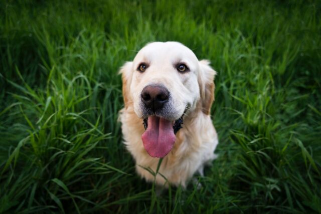 dog tongue out on grass