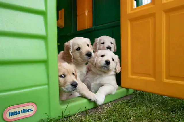 golden retriever puppies in playhouse
