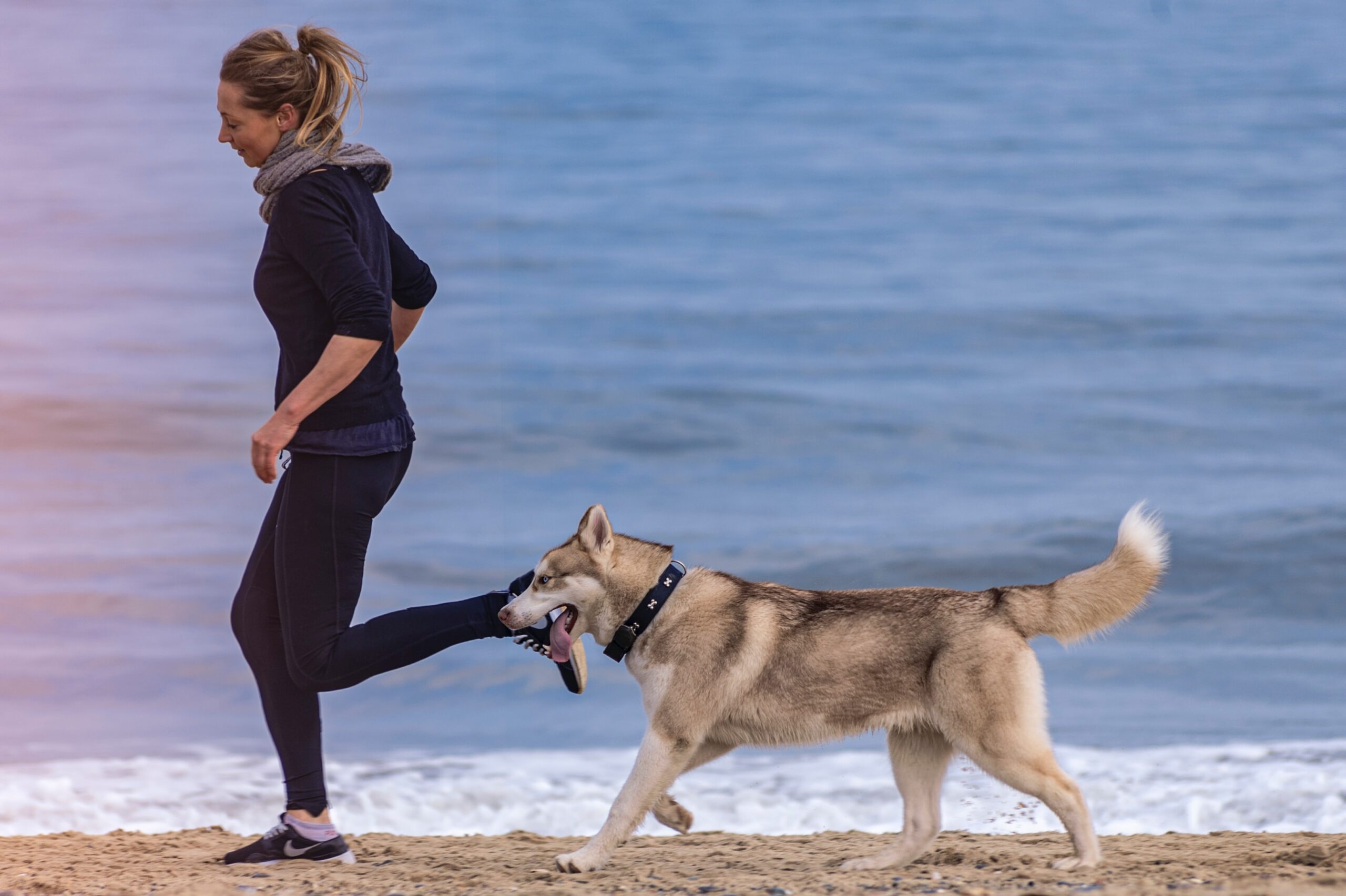 dog obesity_fitness and exercise_off-leash