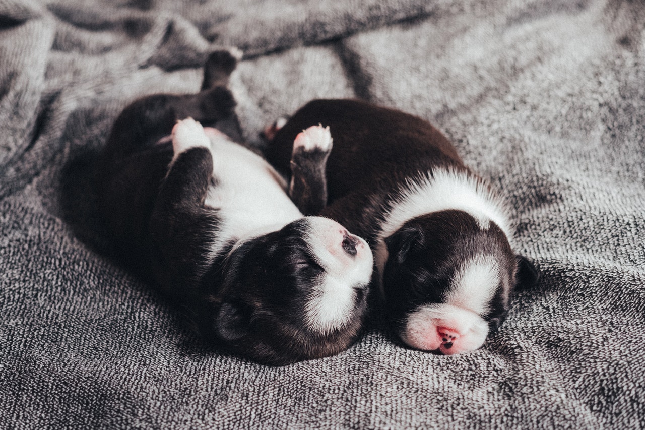 newborn pups puppies