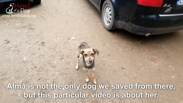 Article 60 Dog rescue story 2