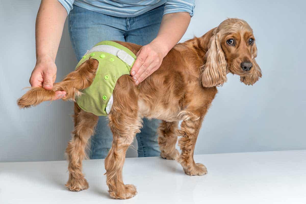 Dog in green diaper