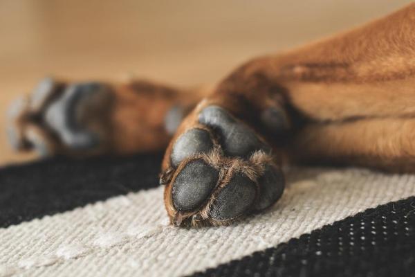 busted dog myths sweat paws