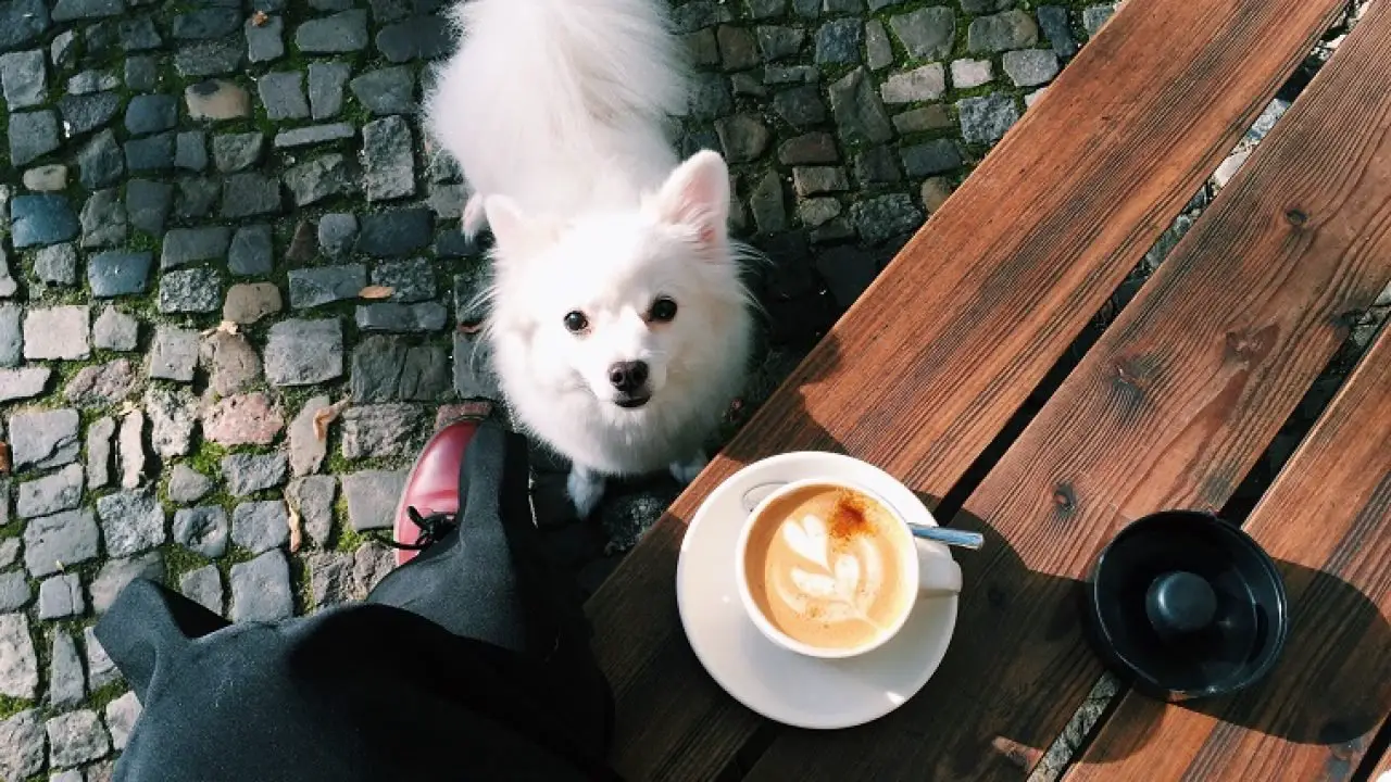 coffee dog