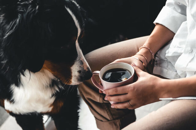 dog and coffee