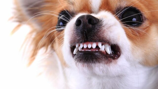 dog bares teeth