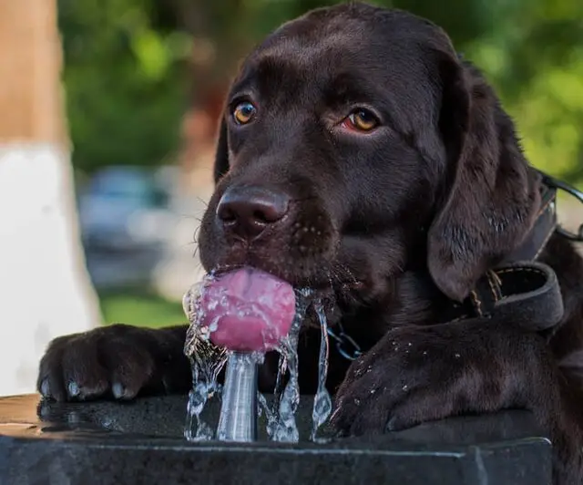 heat stroke in dogs drink water