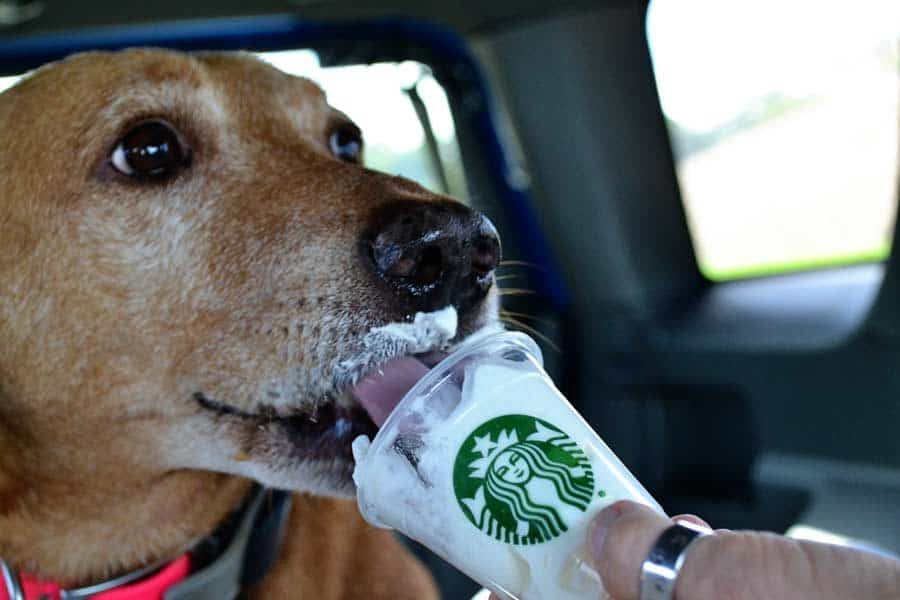 puppacino for dog