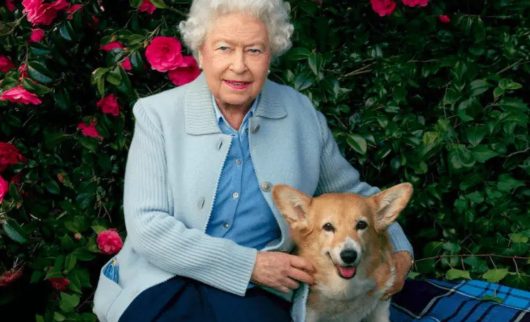 royal dog owners queen elizabeth