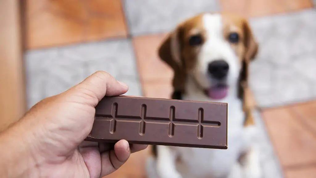 Can Dogs Eat Chocolate