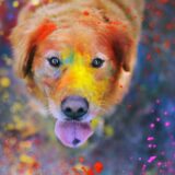 colourful dog