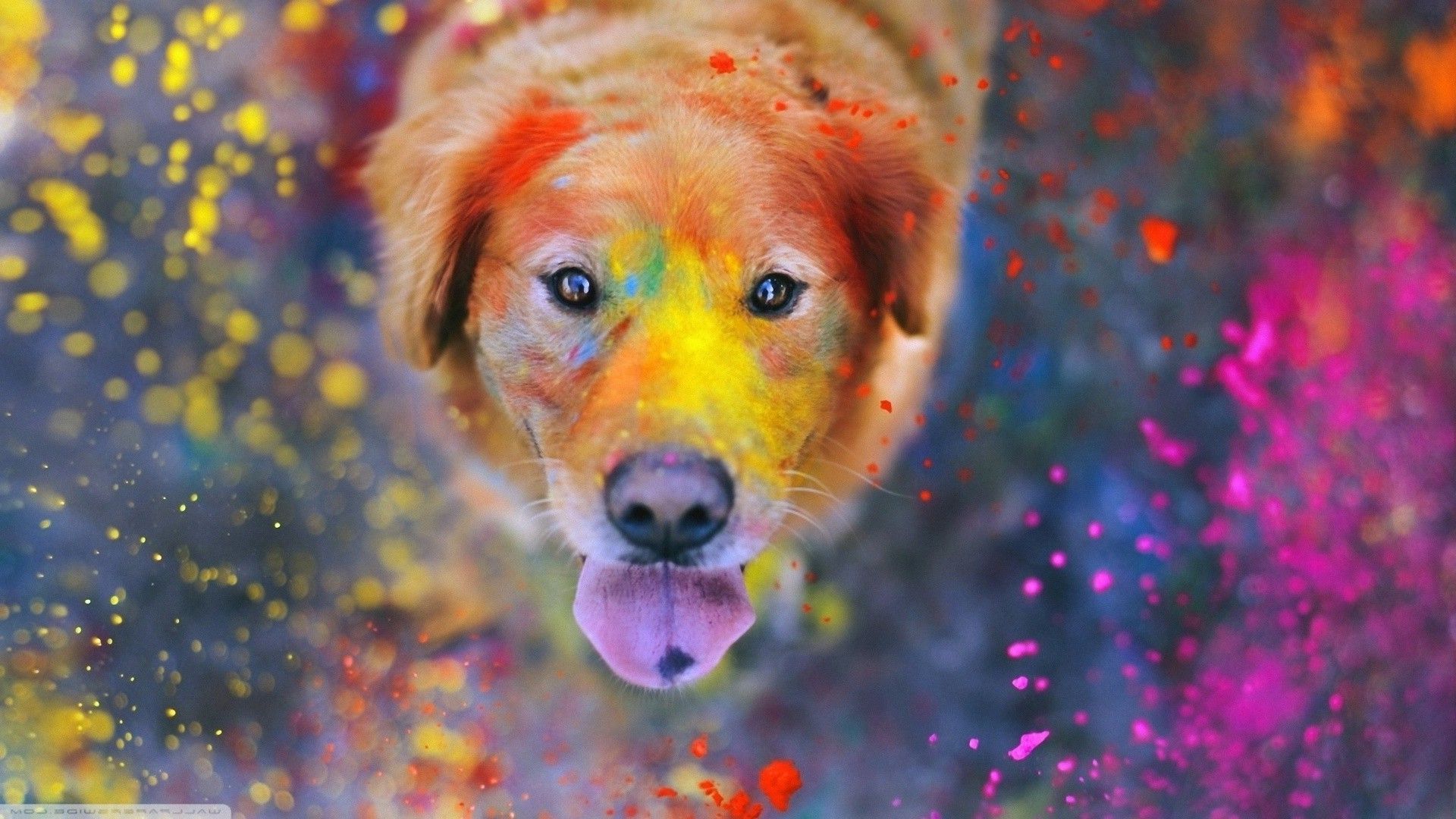 colourful dog