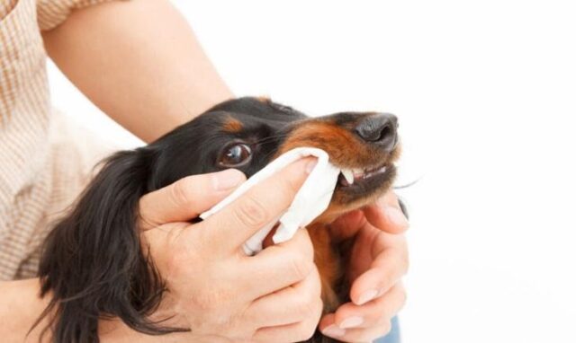 dog dental wipes
