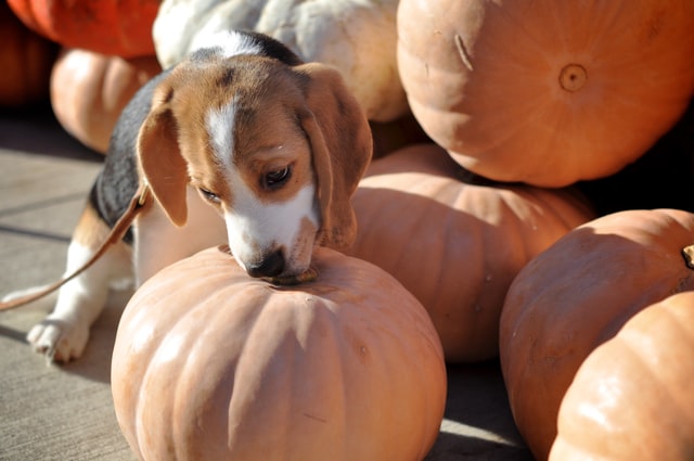 dog in pumpkin patch