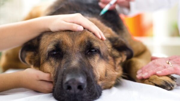 A Jab for Protection Dog Vaccinations and Their Schedules