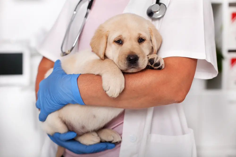 dog vaccines 1
