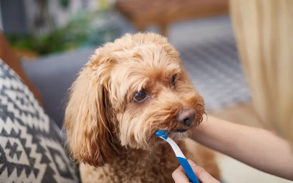 dog with a toothbrush