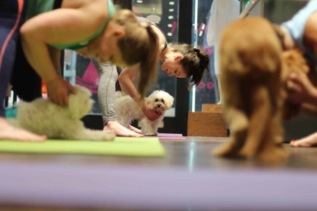 dog yoga class