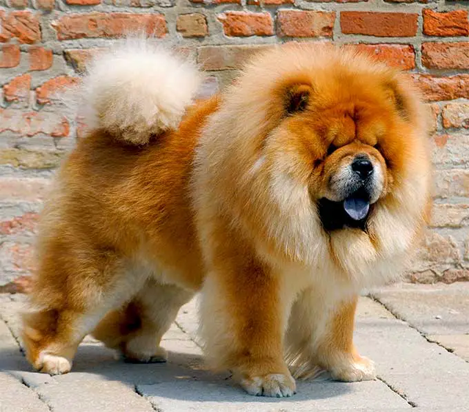 expensive dog breed chow chow