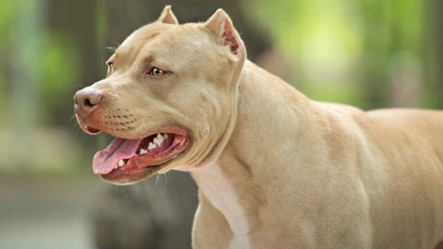 pit bull dog myths ear cropping