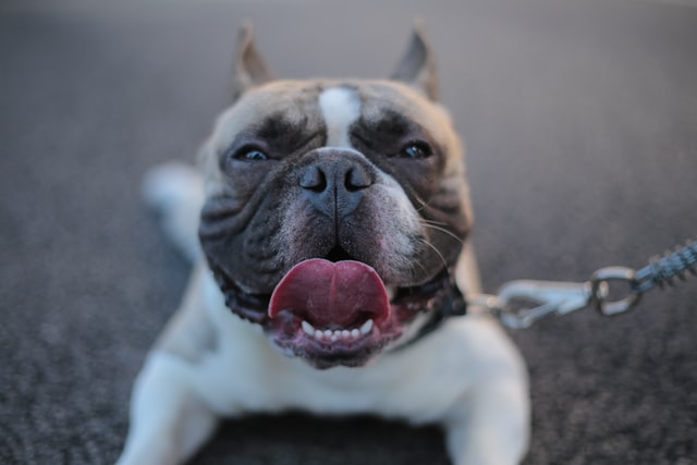 pit bull dog myths