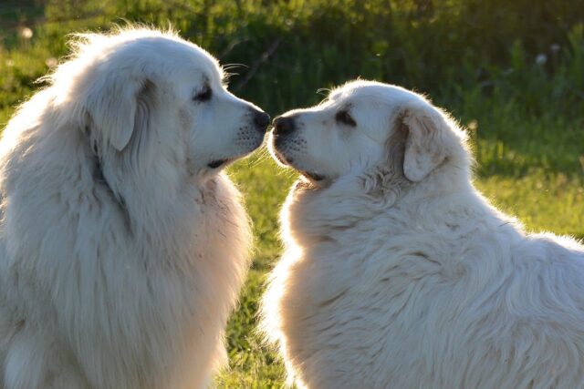 royal family dogs great pyrenees