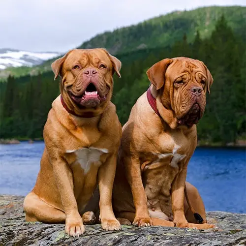 two dogue de bordeaux sitting together outside gallery 5 min