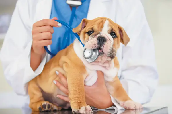 vaccinating dogs