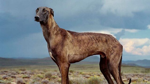 Africanis different dog breeds