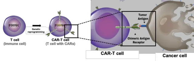 CAR T Cell