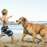 The Best U.S. Beaches for Dog Friendly Dates