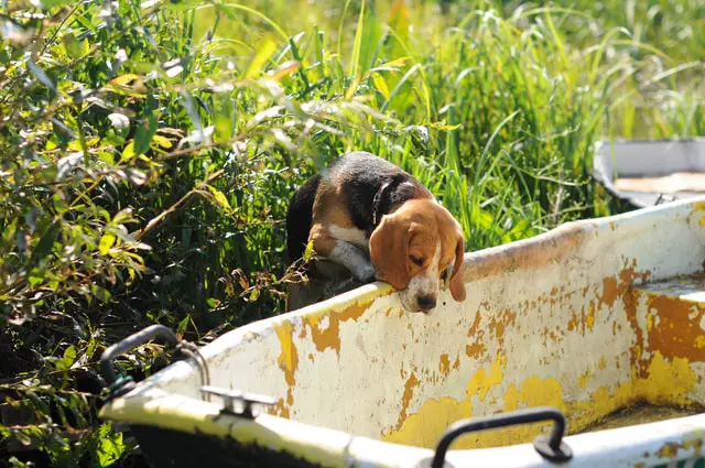 beagle curious playful