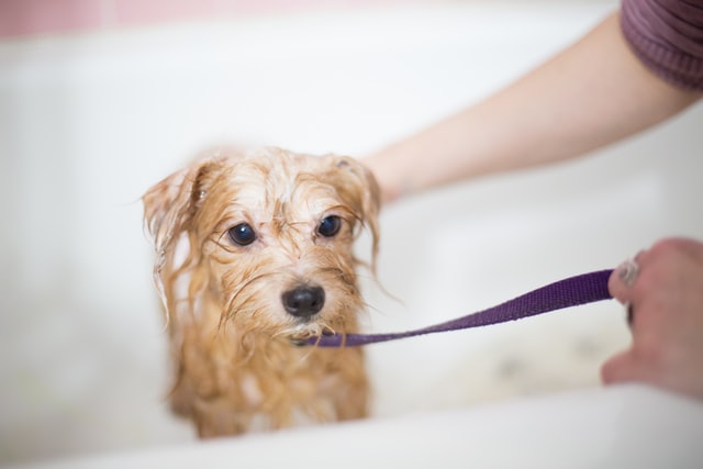 dog bath and grooming supplies