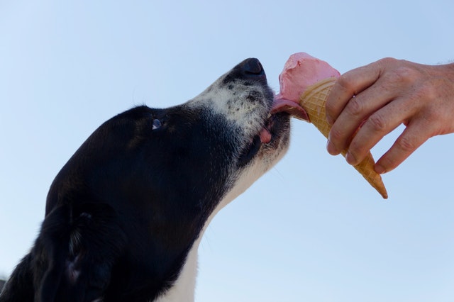 dog desserts ice cream