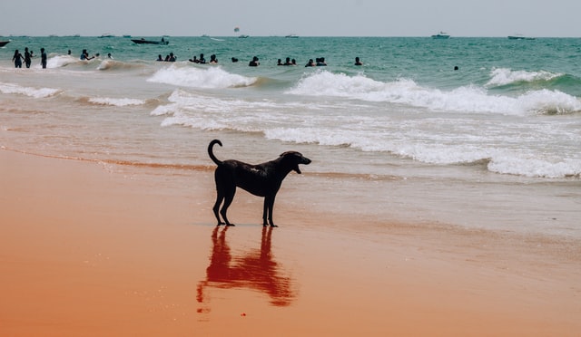 dog friendly beaches