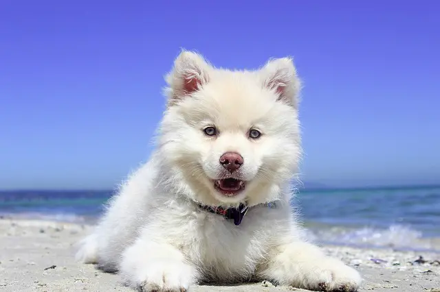dog friendly date beach 1