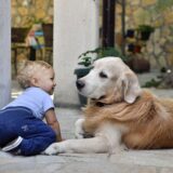 dog personality golden retriever and baby