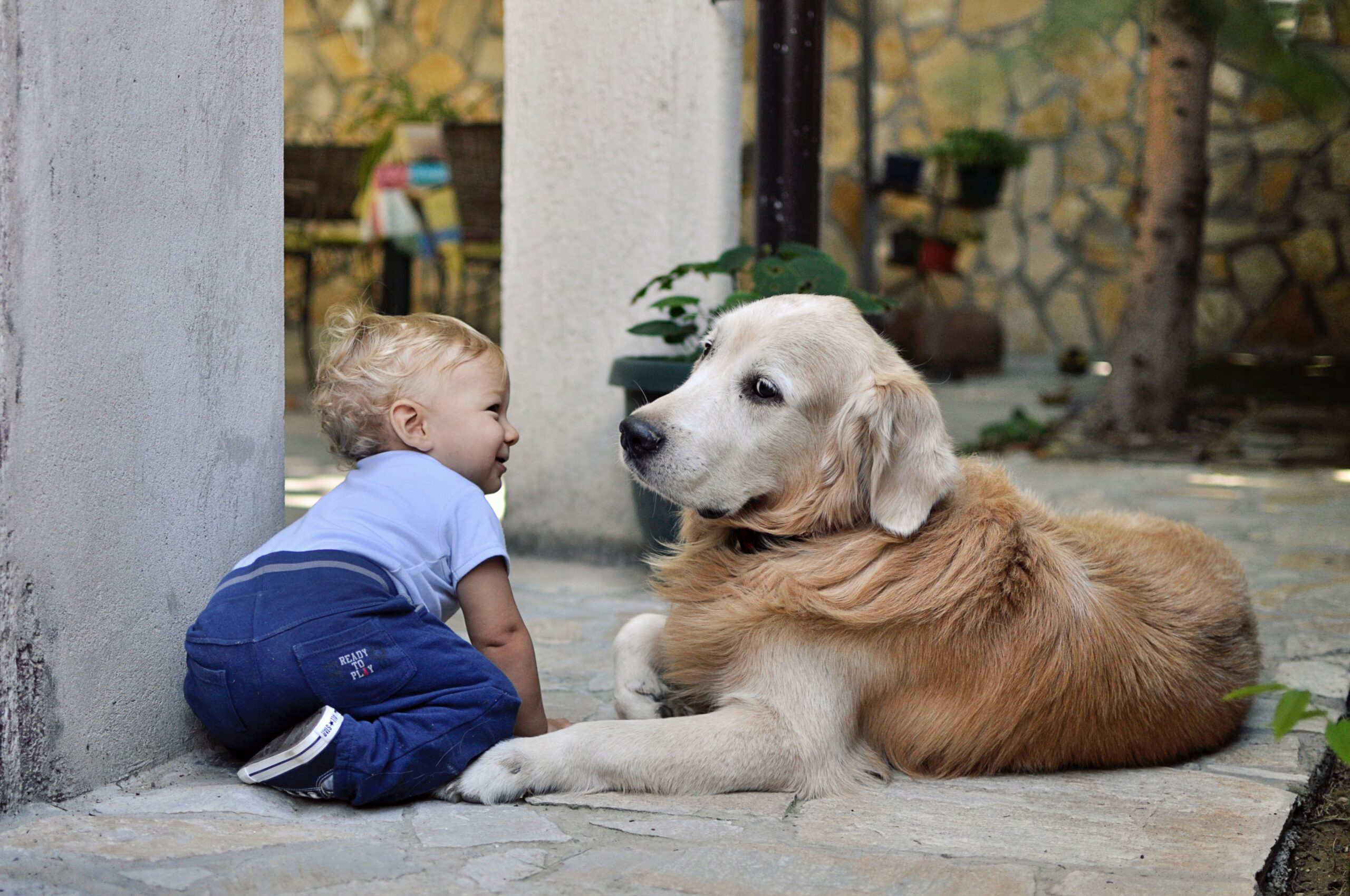 dog personality golden retriever and baby
