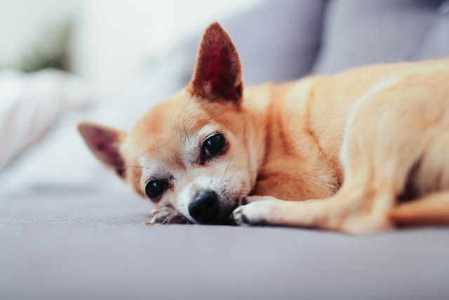 weird facts about dogs chihuahua